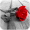 Imagem de Photo Art - Color Effects