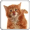 Imagem de CAT LICKS LIVE WALLPAPER FREE