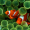 Imagem de Oceano Papel de Parede Animado