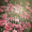 Imagem de Happy Wallpapers